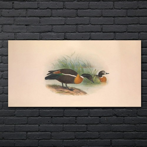 Vögel wild tiere zeichnung - wild,