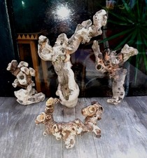 4 XL Treibholz Schwemmholz ? 32 cm Skulptur Dekoration Terrarium Sukkulenten 