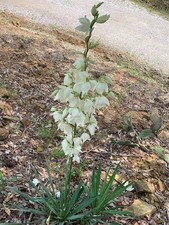 Adams Needle Yucca, flowering