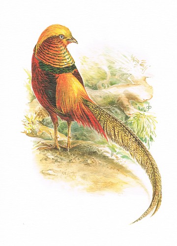 Goldfasan hühnervögel - goldfasan,