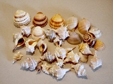 Schneckenhäuser und Muscheln zur Deko Purpurschnecken Herzmuscheln