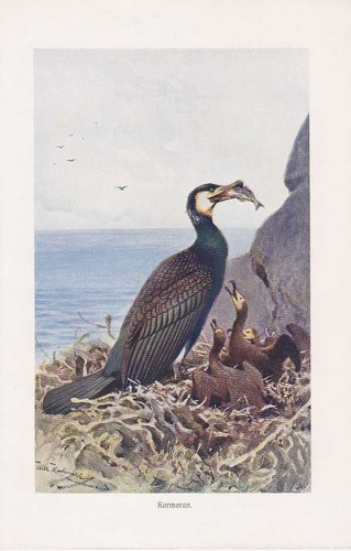 Kormoran phalacrocorax carbo - kormoran,