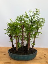 Bonsai metasequoia - metasequoia, /