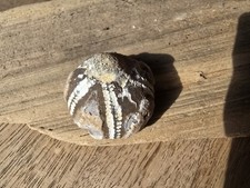  Seeigel Ostsee Steinkern