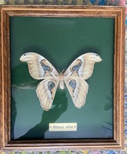 Schmetterling Schaukasten