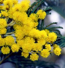 Acacia dealbata 15-30cm |