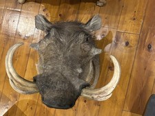 Warzenschwein Keiler Präparat, Afrika, Jagd Trophäe, Taxidermy