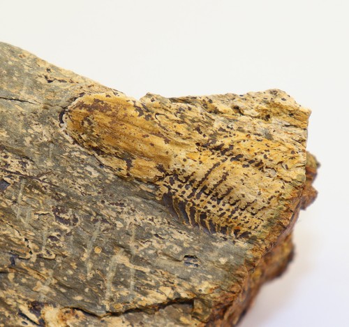 Trilobit paralejurus - trilobit,,
