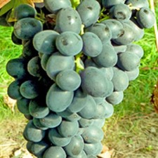 Traube blau Phantasie kernlos