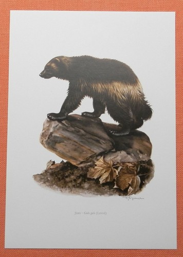 Vielfraß gulo - gulo,