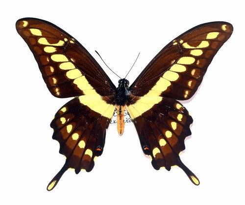 Lepidoptera papilionidae - lepidoptera,,
