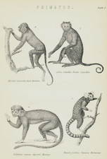 Original antiker Kupferstich um 1870 Primas HOWLER, Kapuzineraffe MARMOZET