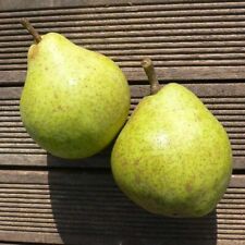 Novemberbirne Birne Novembra