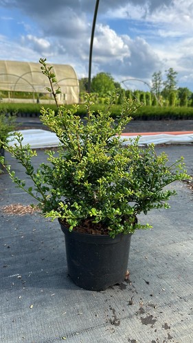 Ilex crenata 40cm - 5,