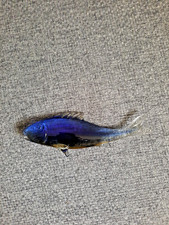 Bezaubernder Murano Glas Fisch