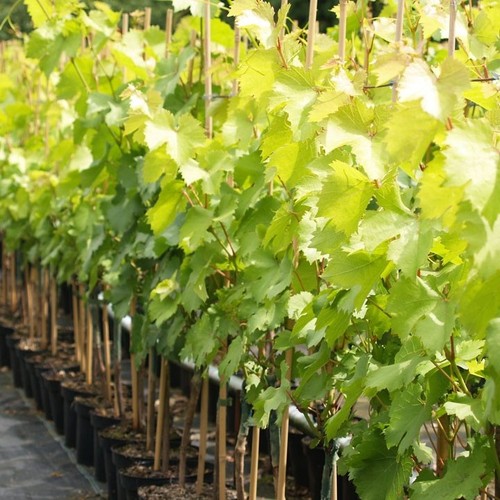 Wein souvenir weinrebe - wein,