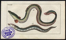 Antiker Druck - Europäischer