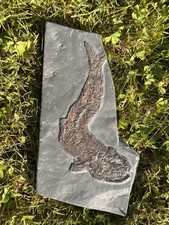 Pholidophorus sp. Fisch Fossil aus Holzmaden Posidonienschiefer