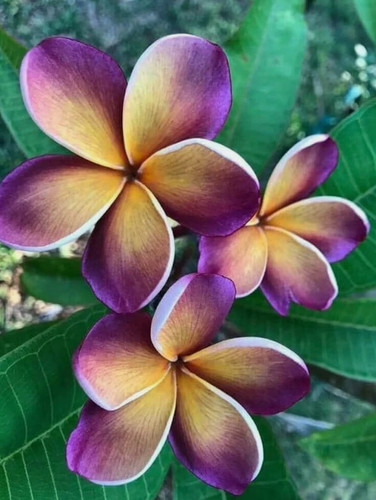 Samen mix plumeria - mix,