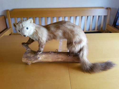 Tierpräparat marder - tierpräparat,