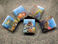 Australien Sea Life I The Reef