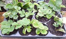 10 Erdbeerpflanzen Ableger Senga Sengana, wurzelnackt,ohne Topf