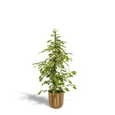 Ficus benjamina Goldenking –