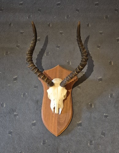 Springbock antilope geweih - springbock,