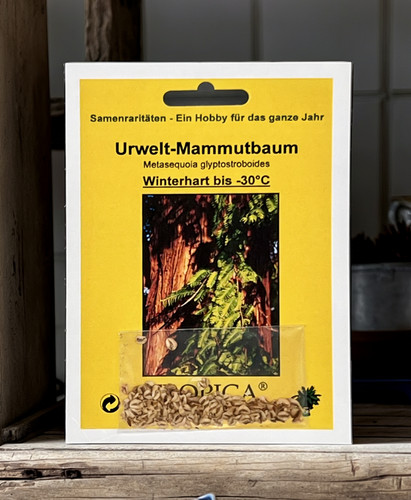 Urwelt mammutbaum samen - urwelt,