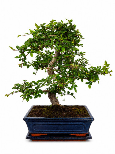 Bonsai zelkova parvifolia - zelkova,