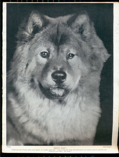 Chow hund - chow, seiten