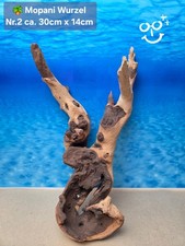 🌍 Aquarium Mopani Wurzel 🏝 afrikanisches Wurzelholz