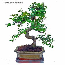 Bonsai Baum Chinesische Ulme