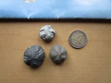 drei schöne versteinerte