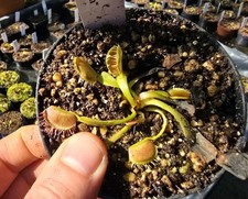 Dionaea muscipula "Crispy