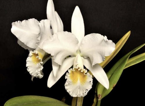 Cattleya mossiae alba aniel - mossiae,