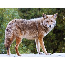 TIERFOTOGRAFIE KOJOTE WILDHUND COOLES FELL USA 30X40 CM FINE ART PRINT KUNST POS