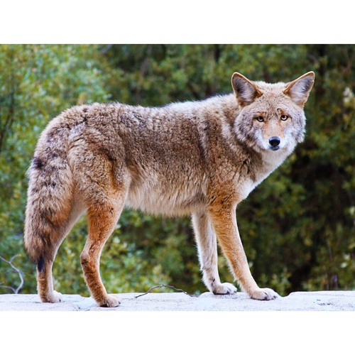 Tierfotografie kojote wildhund - tierfotografie,
