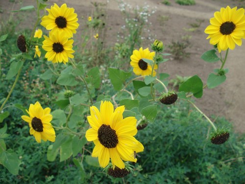 Stauden-Sonnenblume