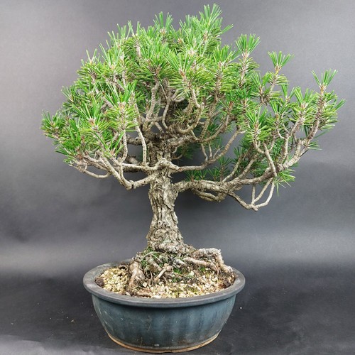 Bonsai schwarzkiefer pinus - bonsai-schwarzkiefer,,