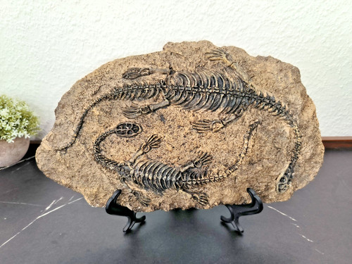 Deko dinosaurier fossilien - deko,