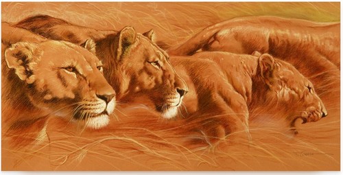 Lions renato casaro 29x11 - -,