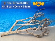 🪴 XXL Tee Strauch Aquarium