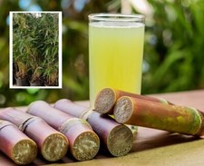 Zuckerrohr schnellwüchsige Pflanzen immergrüne Palmen für den Blumentopf - Samen