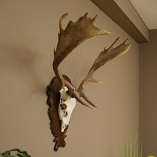 Damhirsch Geweih Höhe 78 cm