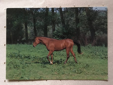 AK Postkarte Pferde, Verlag Horn, Brauner auf der Weide