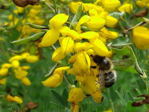 Seeds cytisus nigricans cyni - cytisus, 'cyni'