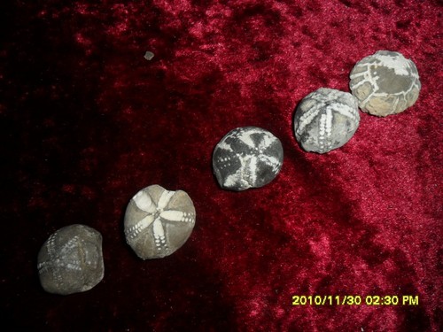 Fossilien-Seeigel-Echinocorys