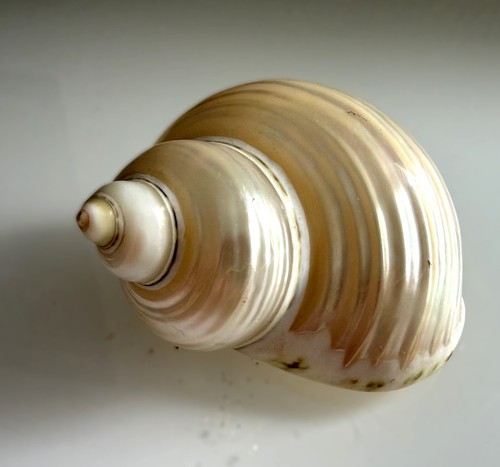 Turbo fluctuosa muschel - fluctuosa,