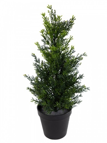 Zeder konifere natura 45cm - natura,